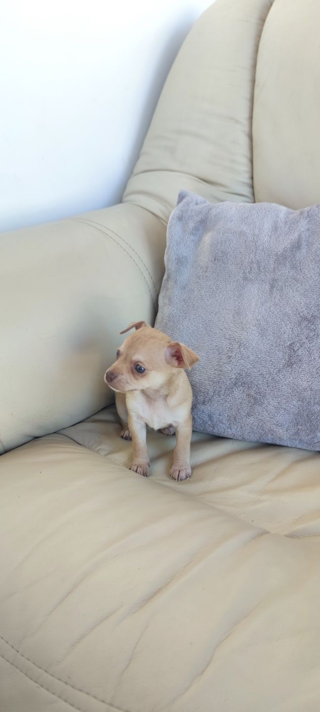 Chihuahua bege de pêlo curto (macho)