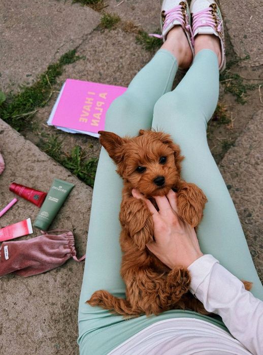 Купити мальтіпу • мальтіпу міні ф1 – оброблені