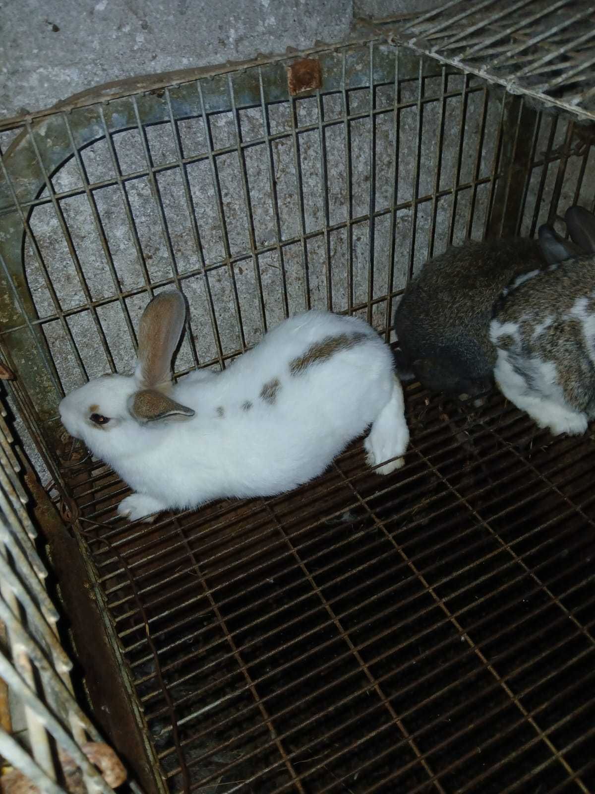 Vendo coelhos criação