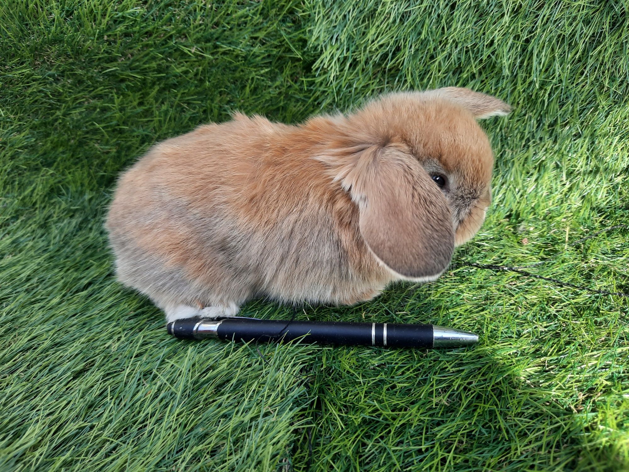 Coelhos anões várias raças