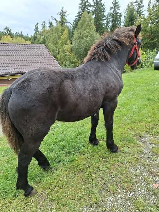 Sprzedam zrebice zimnokrwistom