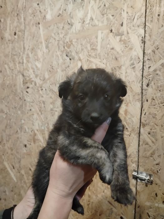 Piękne bąbelki do adopcji
