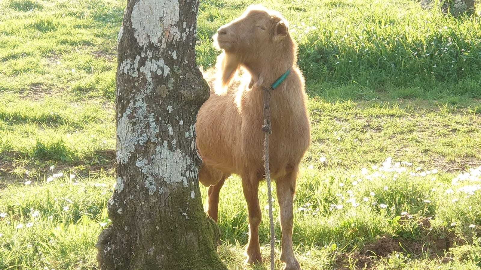 Bode de alta categoria