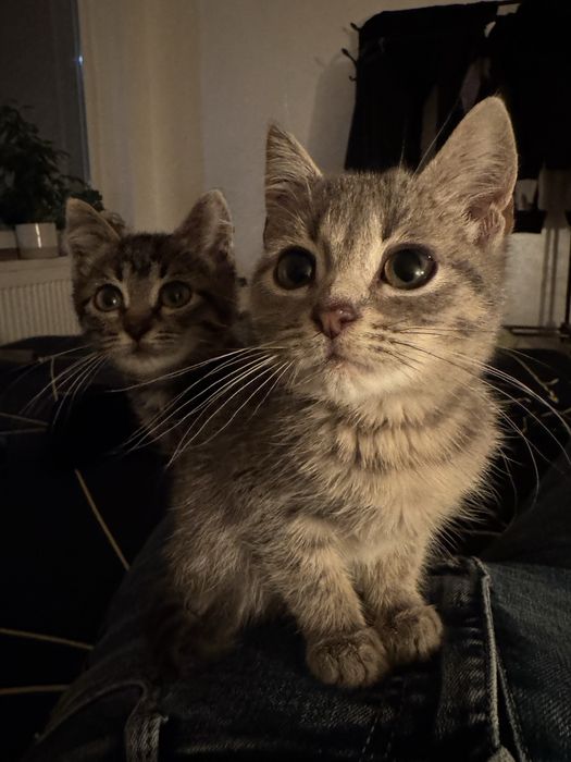 Віддам кошенят маленьких