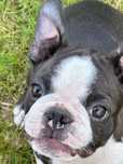 Boston Terrier chłopczyk