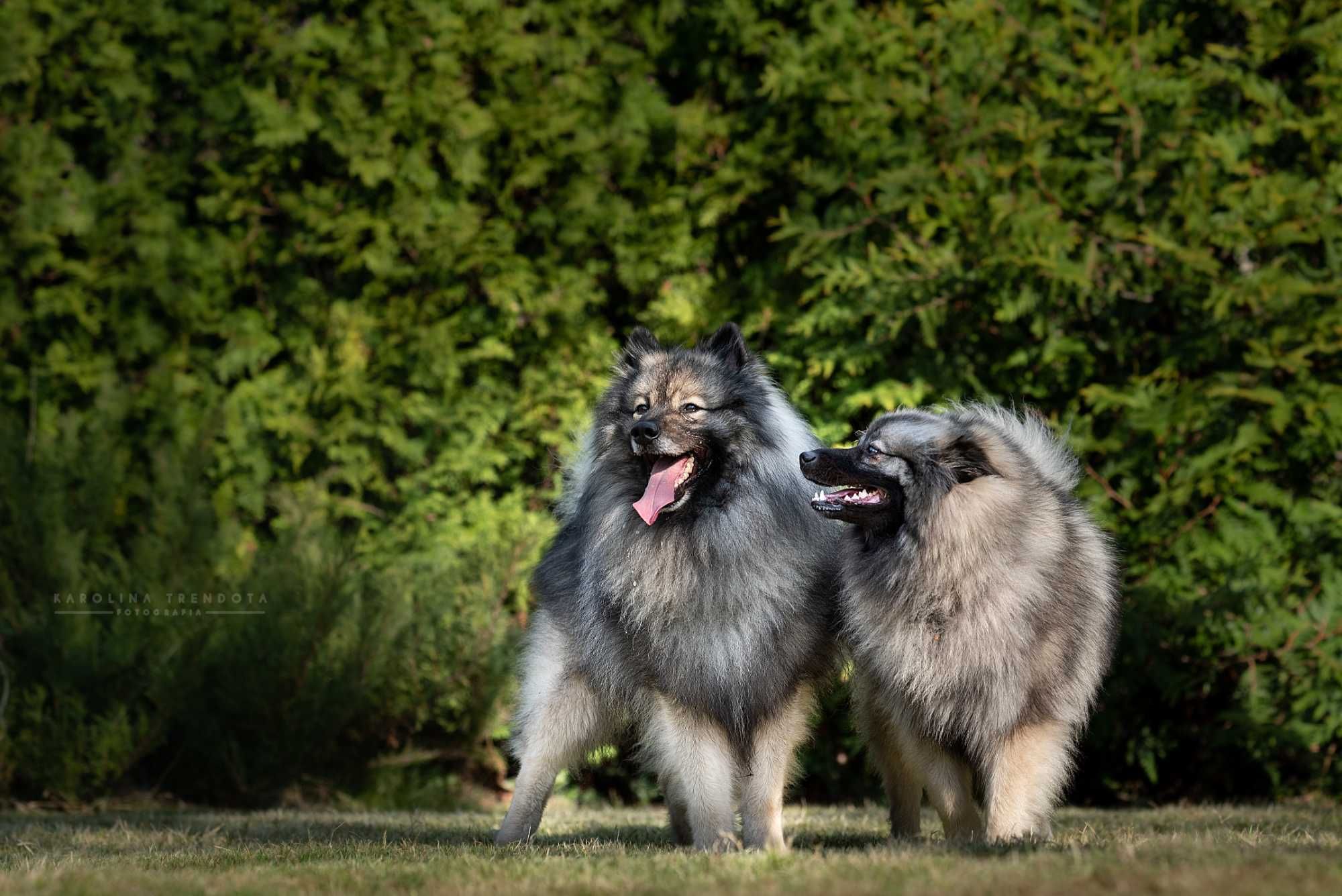 Szpic wilczy ZKwP keeshond wolfspitz