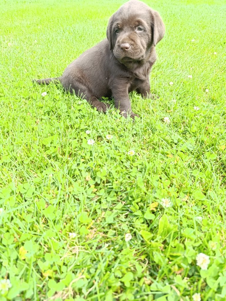 Labrador Retriever pies czekoladowy