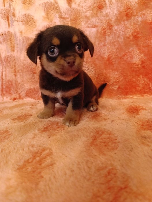 Шоколадний богатир для люблячої родини