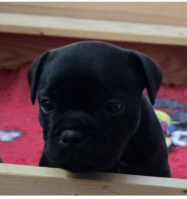 Staffordshire bull terrier , Staffik