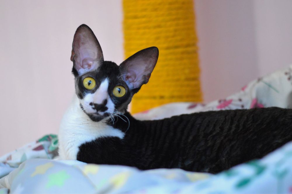 Cornish Rex- wspaniała Koteczka Jeynes