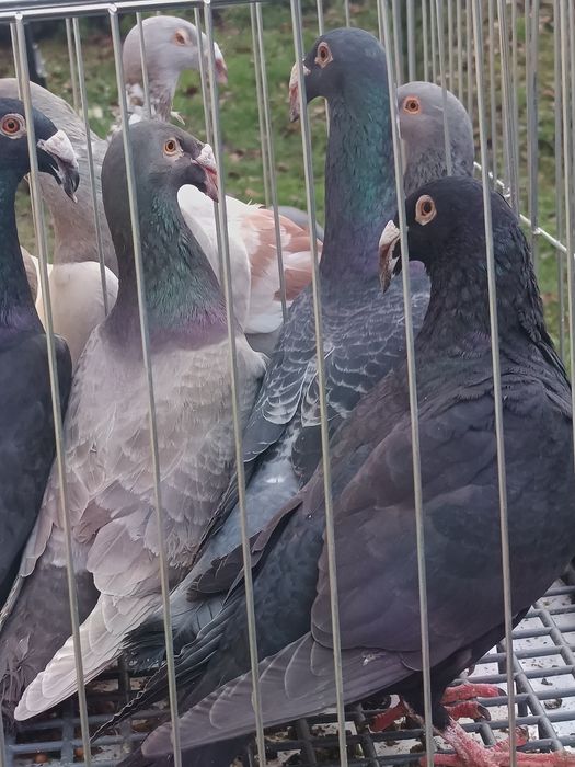 Rzeszowski gołębie rzeszowskie