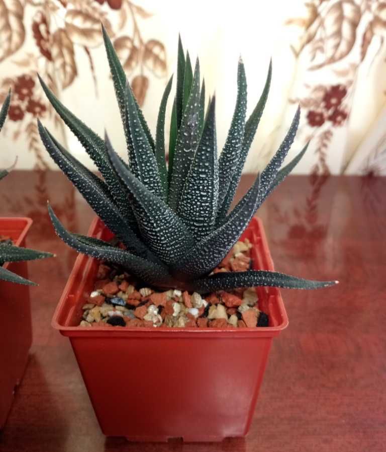 Хавортия оттянутая (Haworthia attenuata)