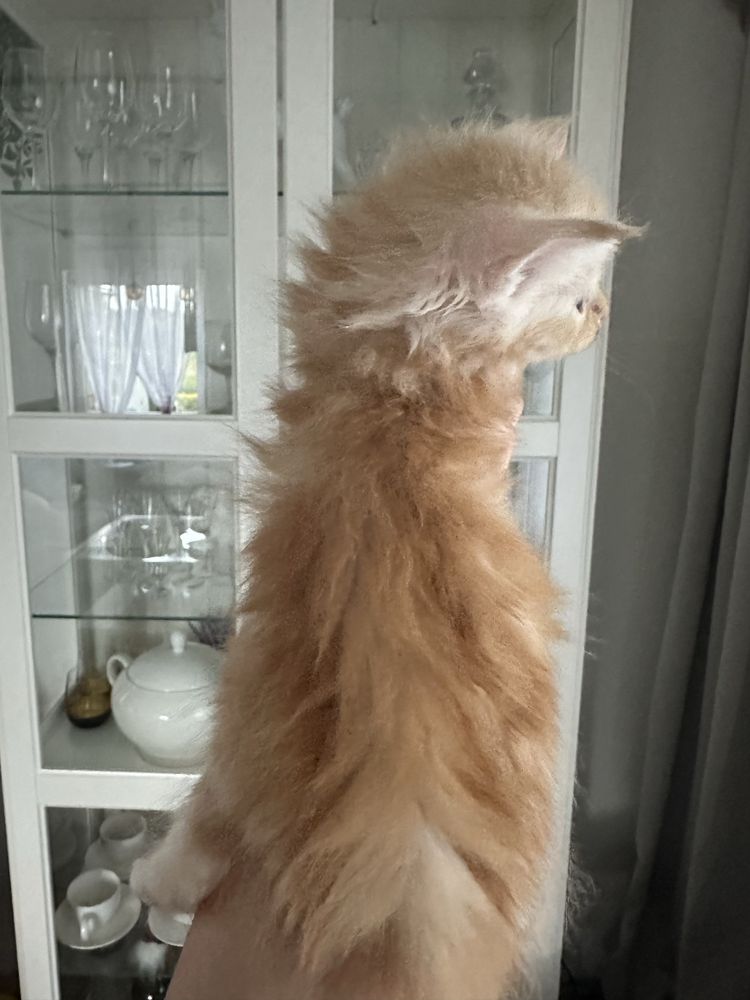 Kocurek kocięta Maine Coon Rudy ze srebrem