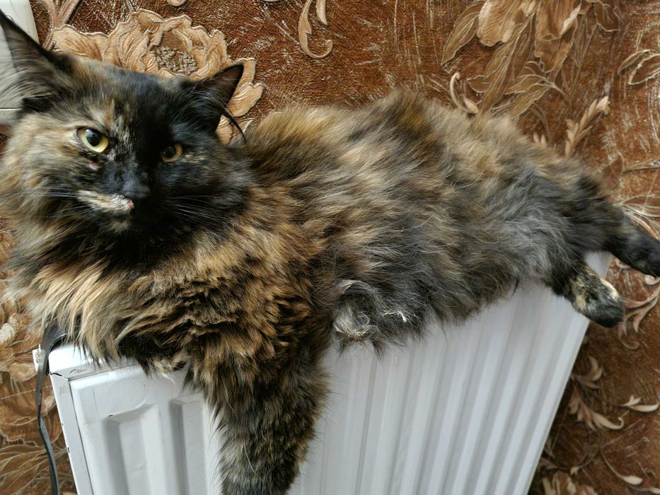 Загубилась кішка Мотря