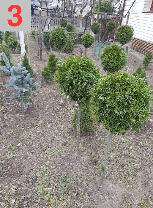 Туї смарагд на штамі, коніки, тиси, ялинки, бонсаї. Рослини для декору
