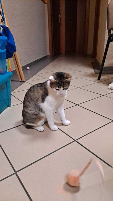 śliczna kotusia szuka domu