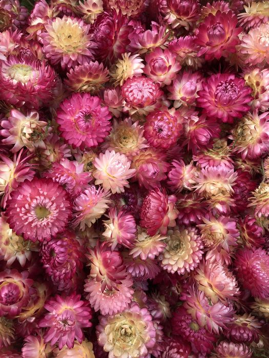 Геліхризум, висушенні 1 грн