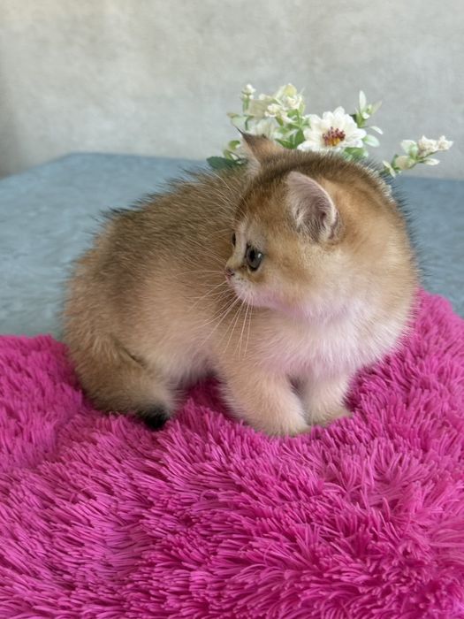 Шиншила золото хлопчик