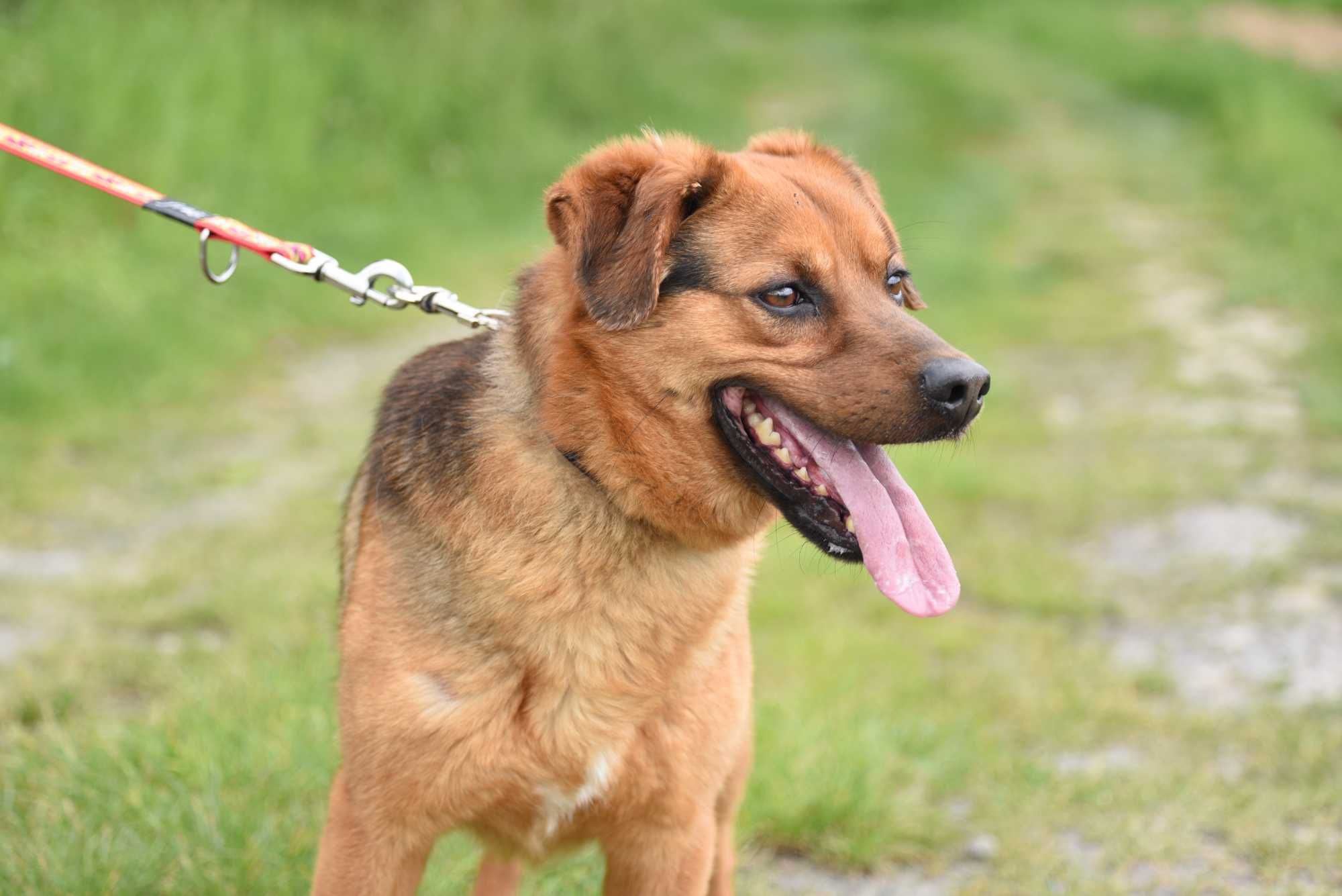 Gryzak - psiak po przejściach do adopcji