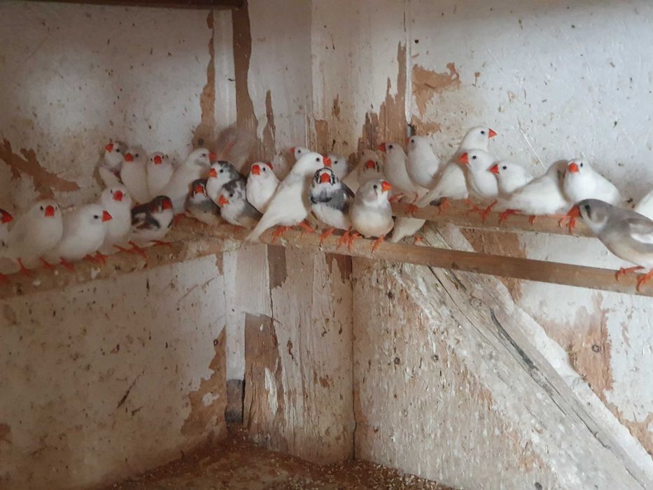 Sprzedam zeberki różne gatunki