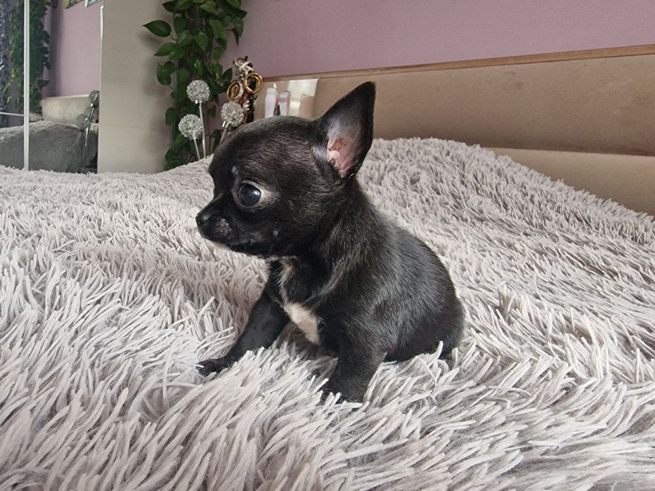 Chihuahua Krótkowłosa. Sunia, meega maleńka dla miłośników tej rasy.