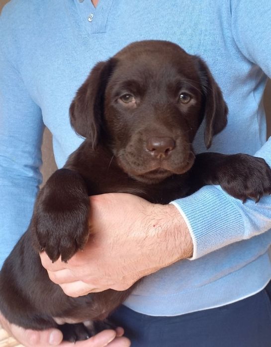 Крупный Шоколад коричневый Лабрадор Ретривер щенки питомника