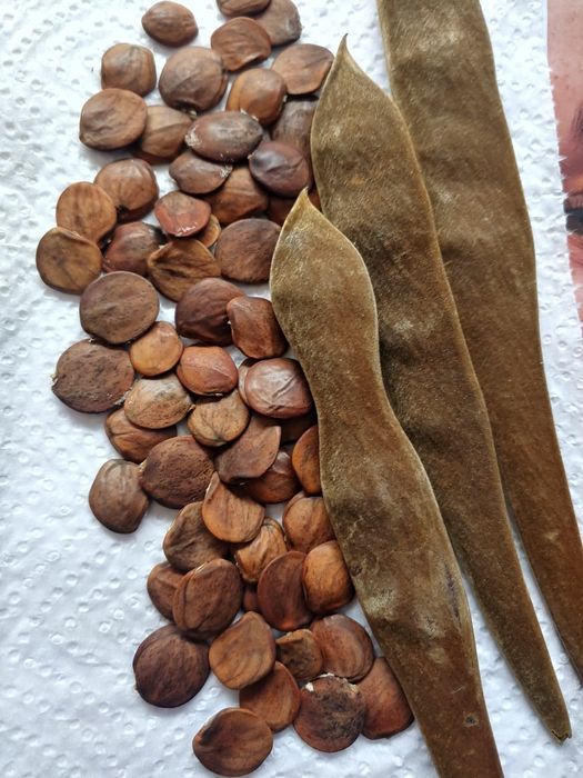 Семена лиственных и хвойных пород деревьев, посадочный материал