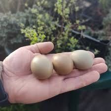 Продам яйця фазана мисливського