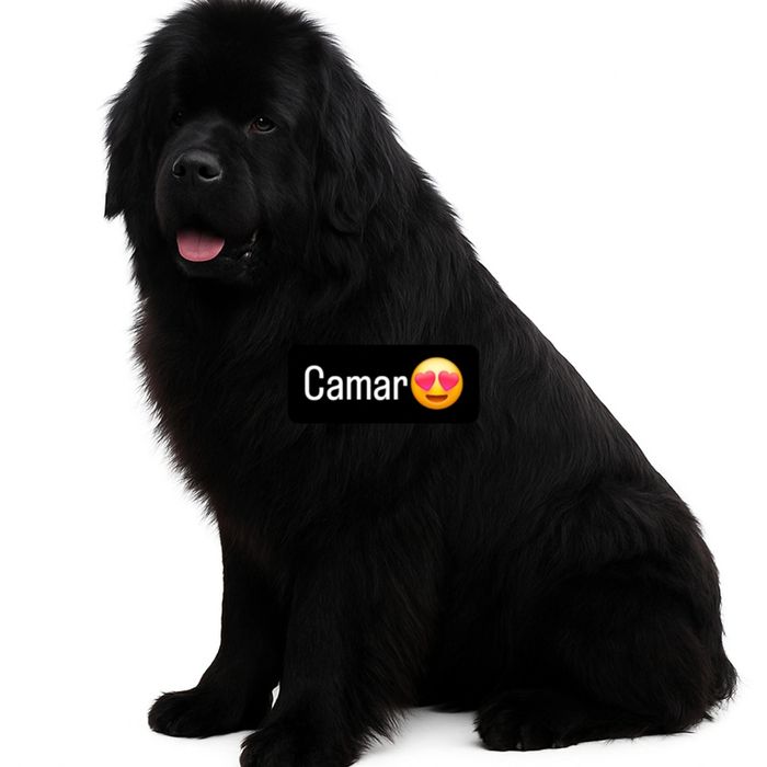 Nowofundland FCI ZKWP