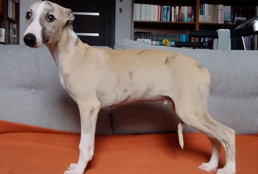 Whippet rodowód ZKwP/FCI