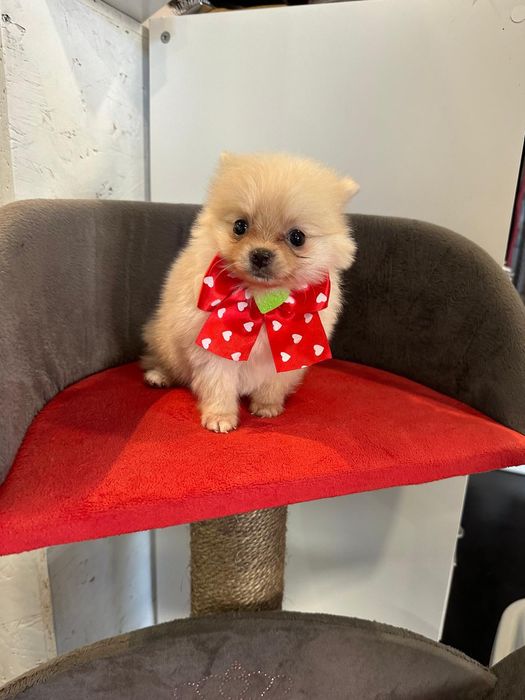 Lulu Pomerânia lindíssima