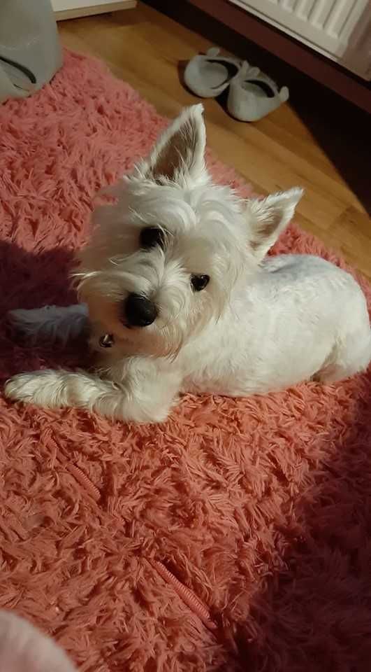 West Highland White Terrier