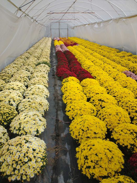 Chryzantemy drobnokwiatowe hurt - detal