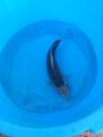 Carpa koi japonesa