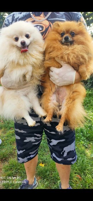 Szpic miniaturowy Pomeranian Boo sunieczka 2xszczepienia legowisko