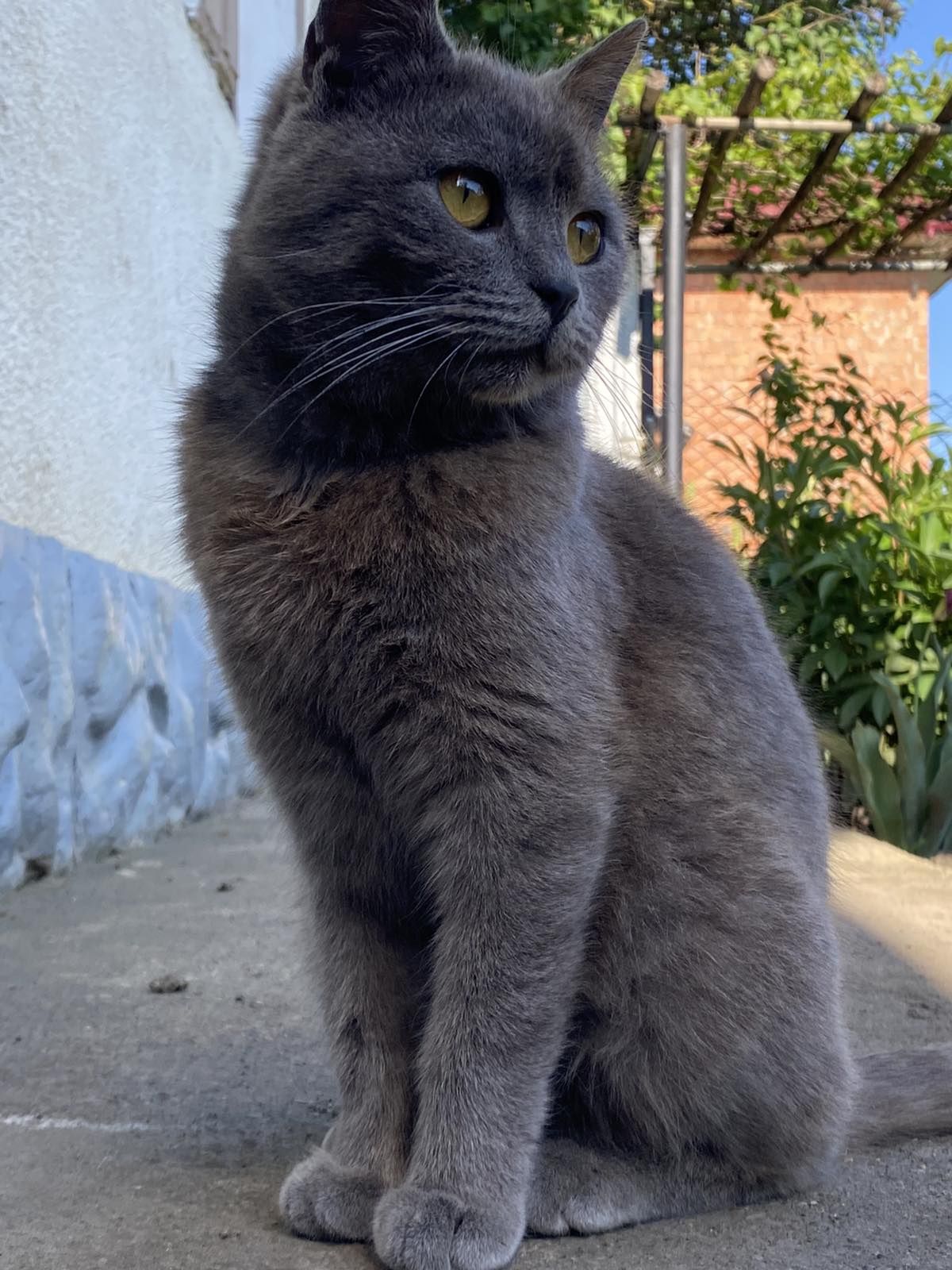 Продам британські котики!!!