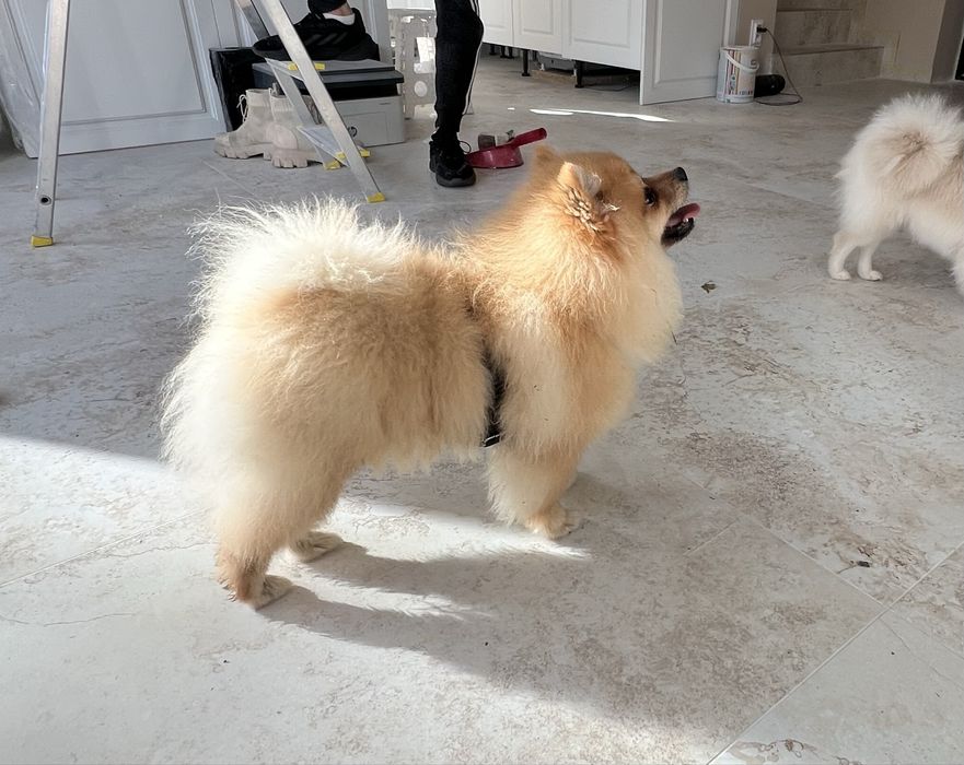 Pomeranian szpic miniaturowy pies misiu słodziaczek