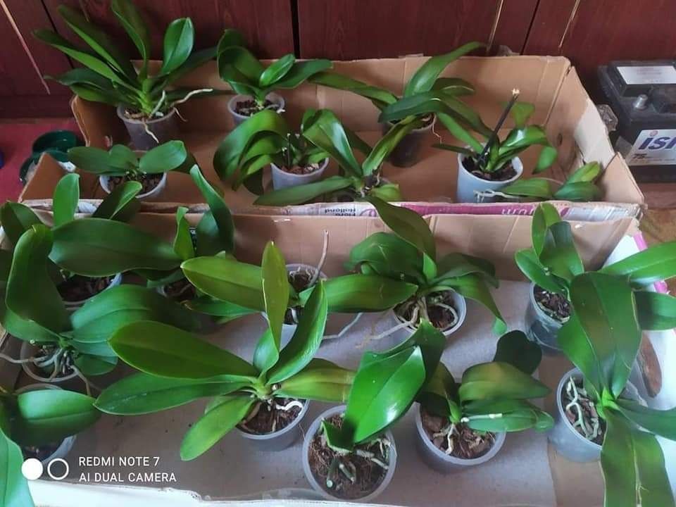 Уцінки орхідей/розпродаж