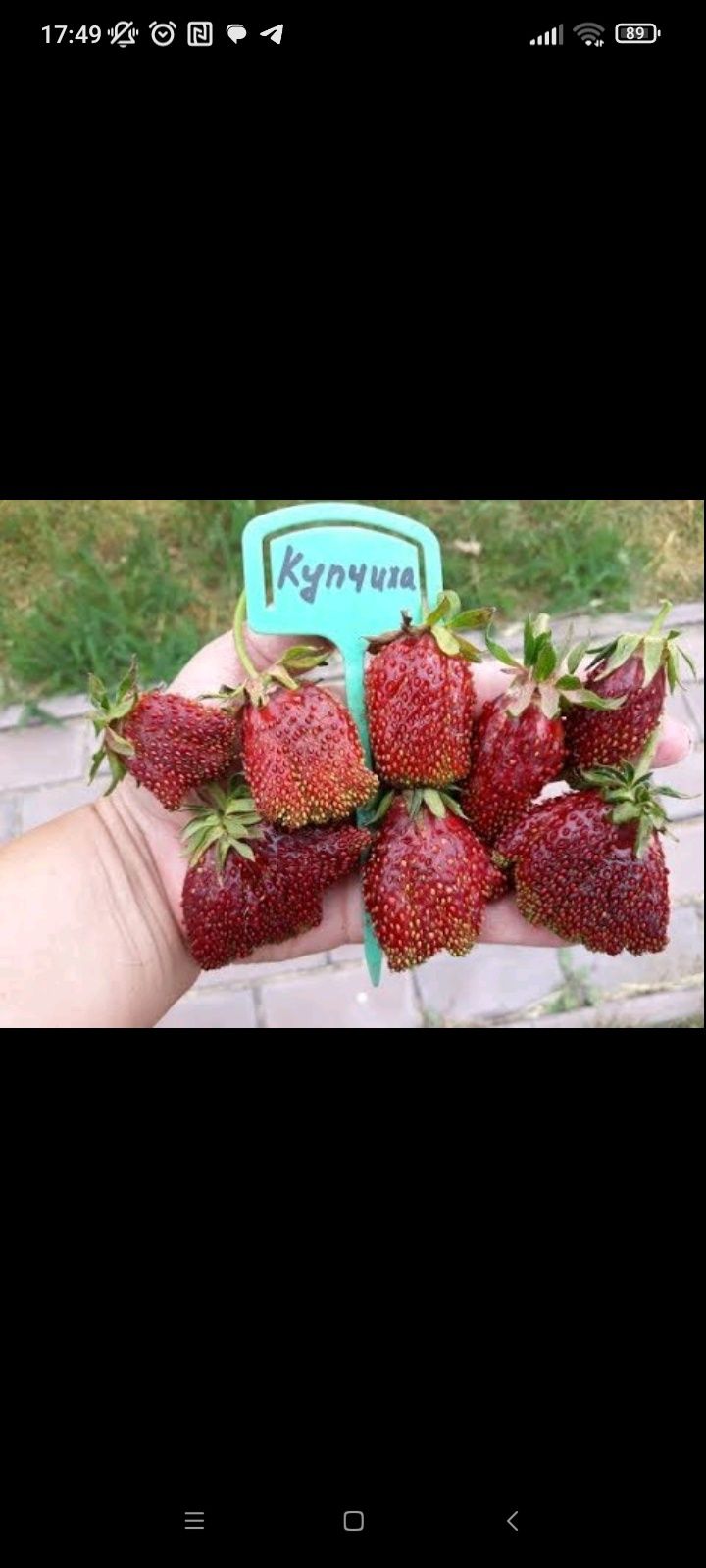Клубника розсада