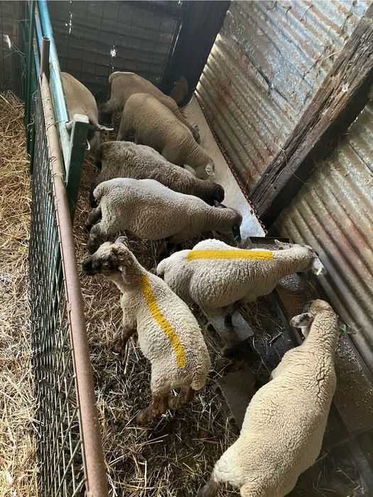 5 borregos machos cruzados de suffolk