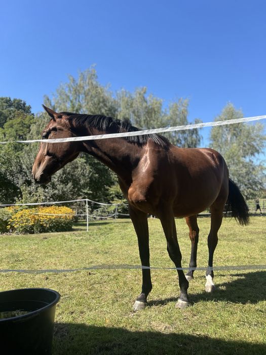 2,5 letni wałach AES po CLINTADEL K