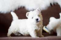 West highland white terrier piesek