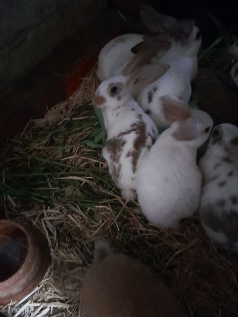 Coelhos para criação