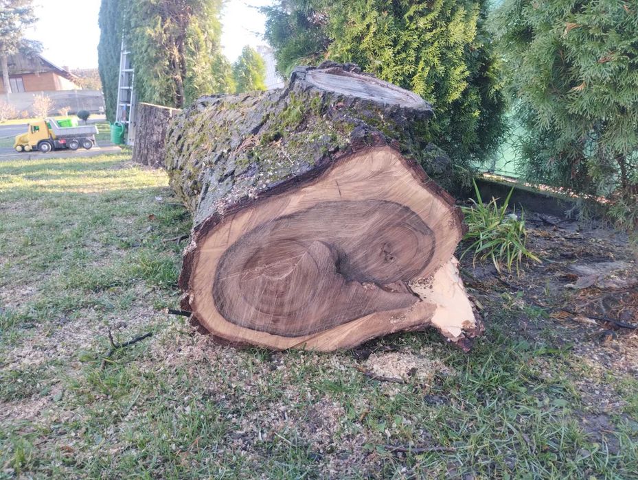 Orzech włoski pień