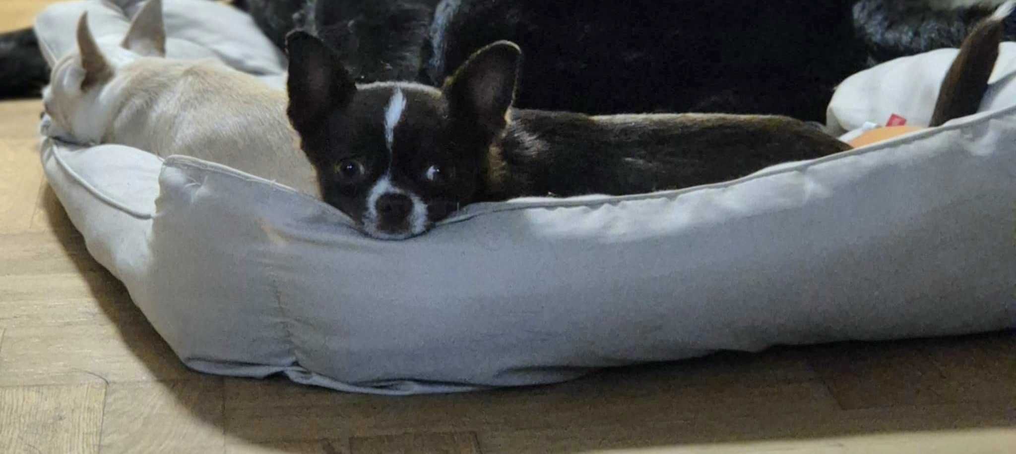 Chihuahua krótkowlosa sunia do dalszej hodowli 18 miesiecy