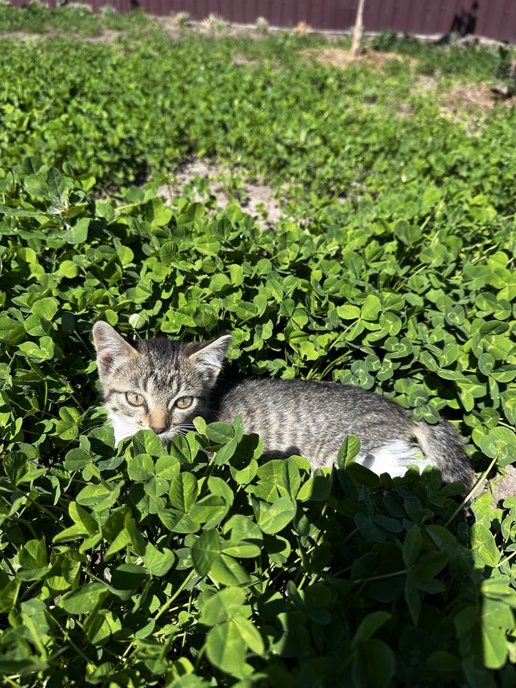 Котенята безкоштовно