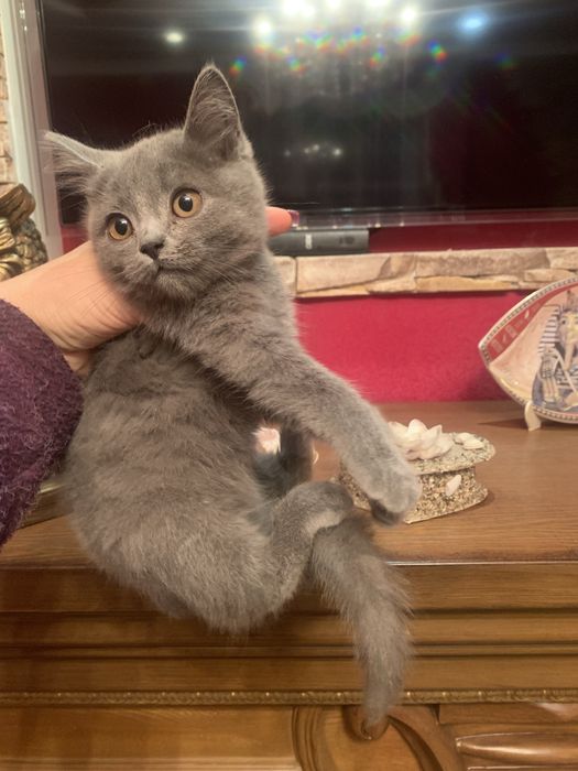 Продам кошенят Шотландців