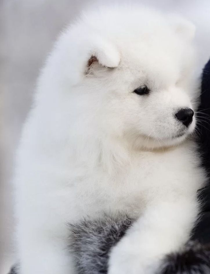 Samoyed gotowy do zmiany domu