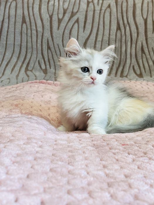 Munchkin kociaki krótkie łapki !!! PZF/WCF