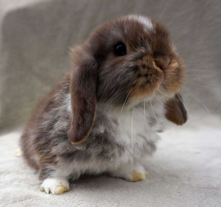 Цветные мини вислоушки крольчата, декоративный вислоухий